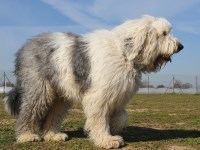 Old English Sheepdog thumbnail
